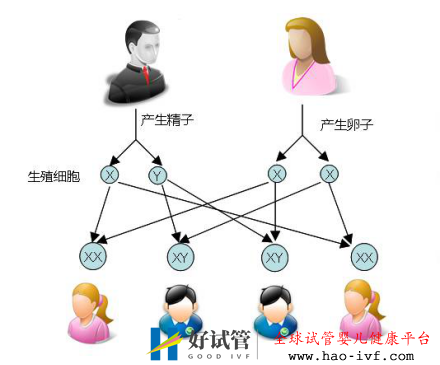 试管婴儿可以做双胞胎选性别吗?(图1) 试管婴儿可以做双胞胎选性别吗?(图1)