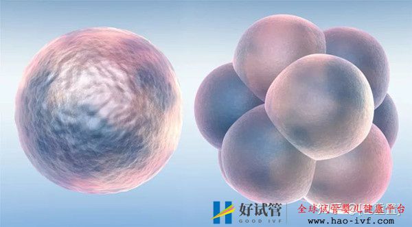 试管婴儿囊胚移植需要满足什么条件 试管婴儿囊胚移植需要满足什么条件