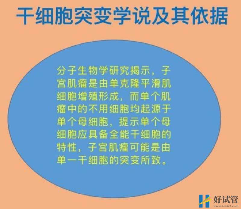 深度解析子宫肌瘤疾病,了解同试管婴儿成功率有何关系(图3) 子宫肌瘤致病因素的分析