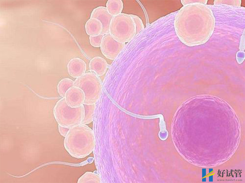 做人工授精自然周期也要分人,这3种情况成功率极低(图2) 人授成功率
