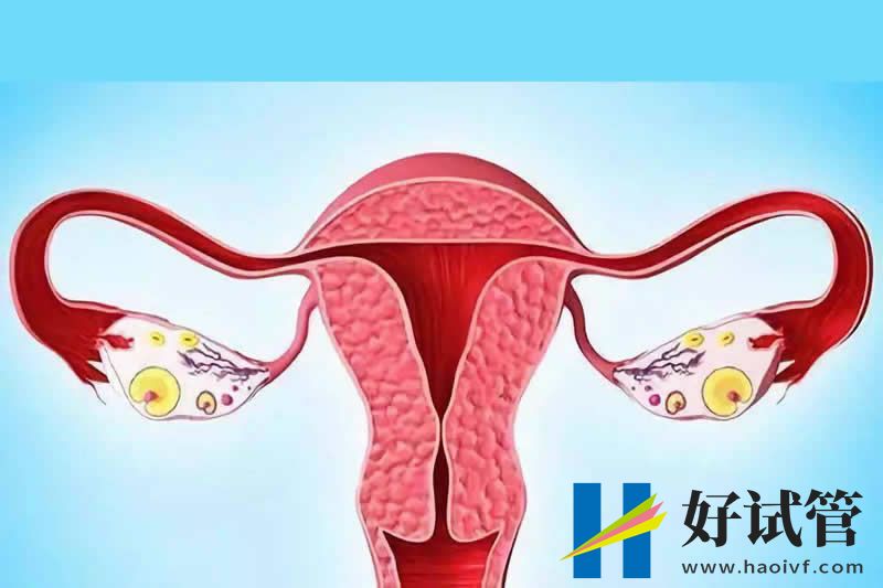 做试管婴儿,子宫内膜不达标,再好的胚胎也没用!附调理方法(图1) sg (6).jpg