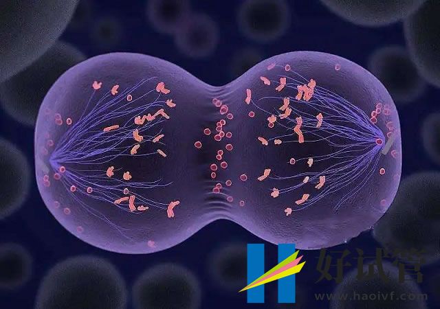 去香港做三代助孕花销至少,内含各项收费项目(图1) sg (62).jpg