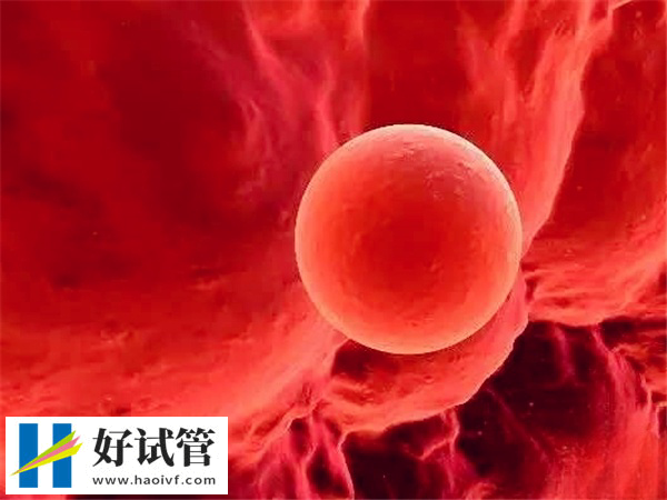 胚胎移植后可以提多少斤的东西(图1) 试管移植48小时内建议以休息为主