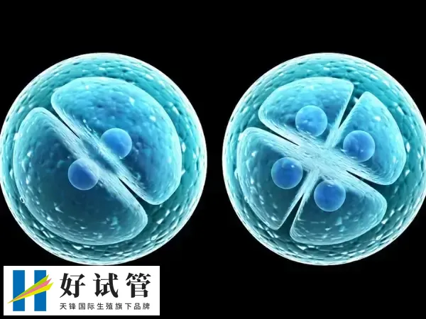 取卵和不取卵有无区别(图2) 试管取卵的目的是获取卵子