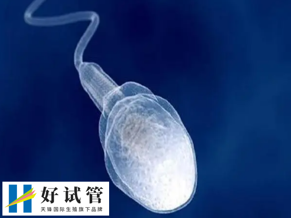 58岁试管婴儿成功率有多少(图1) 58岁试管婴儿成功率有多少(图1)