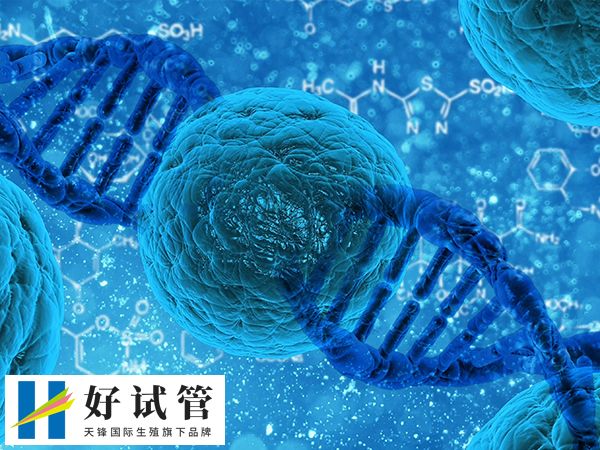 女性供卵自怀最高年龄段是多少岁(图3) 年龄越大供卵成功率越低