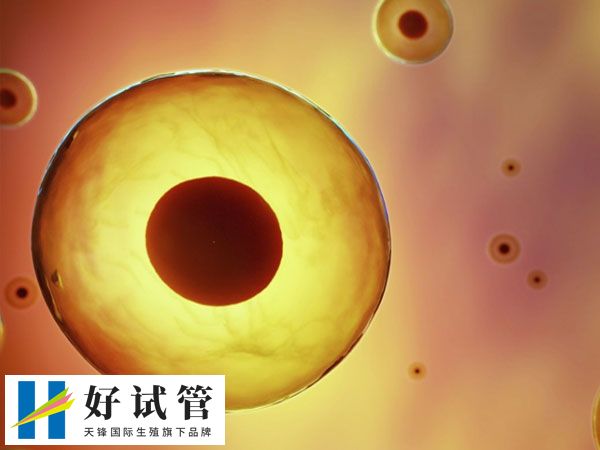 实施供卵自怀犯不犯法(图2) 国内禁止任何形式的商业化供卵行为