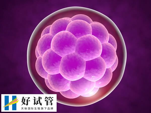 移植囊胚会不会失败(图1) 试管囊胚移植是一种常见的辅助生殖技术