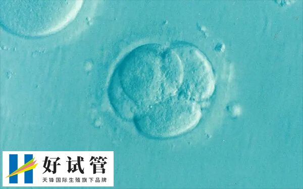 6ac的囊胚质量怎么样(图2) 6aa囊胚移植成功率因人而异