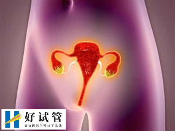 卵巢功能会影响试管成功率