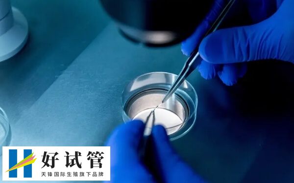 囊胚移植后胚胎的着床率非常高