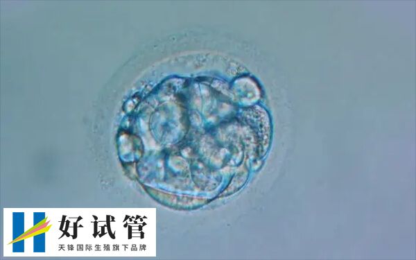 试管2pn与2pb分别什么意思(图2) 2pb发展潜力比2pn低