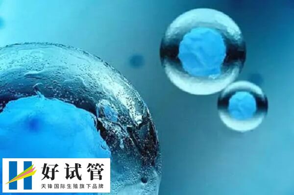 鲜胚和囊胚的发育阶段不同