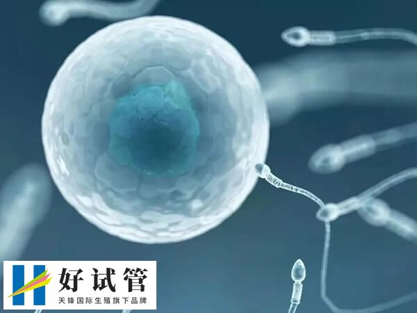 多次促排卵治疗对身体有没有影响(图2) 多次促排卵治疗使卵巢过度刺激