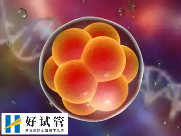 胚胎移植后会不会出现胎停(图1) 胚胎移植后胎停可能与染色体异常有关