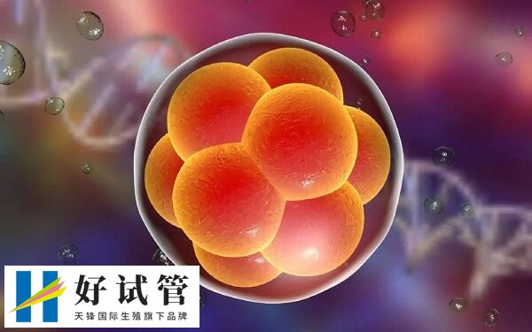自然周期取卵后什么时候可以移植第五天的囊胚?(图1) 自然周期可以移植鲜胚