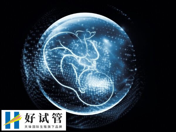 5bb囊胚是优质胚胎