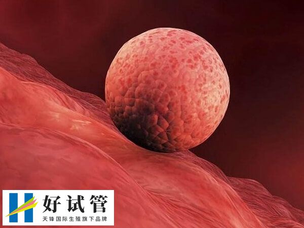 子宫内膜容受性低是供卵移植失败的原因之一