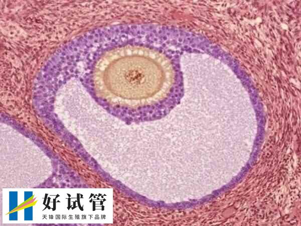 卵细胞的透明带是什么?有什么作用?(图1) 卵细胞的透明带可以保护卵子