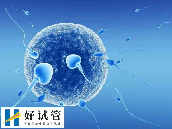 有没有移植一枚3ba囊胚成功案例(图1) 移植3ba囊胚成功真实案例分享